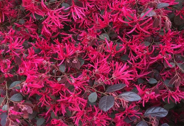 紅彩木