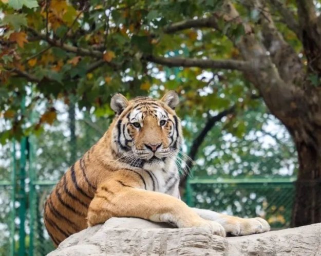 上海野生動物園