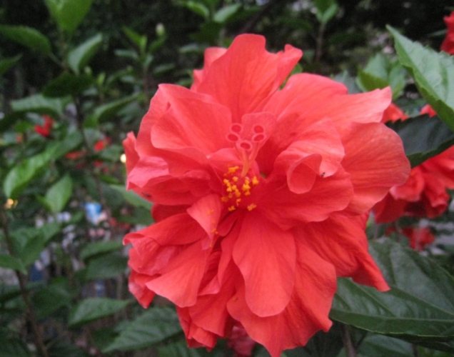 朱槿花語 朱槿花語