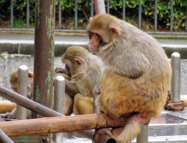 京都市動物園 京都市動物園