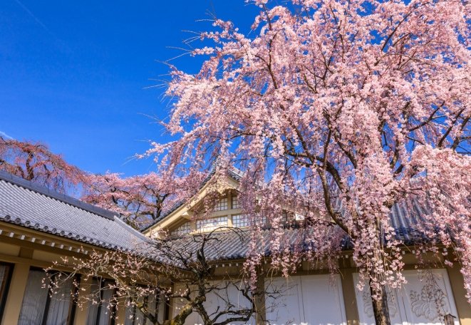 仁和寺 仁和寺
