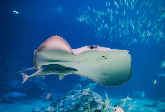 室內兒童樂園 室內兒童樂園