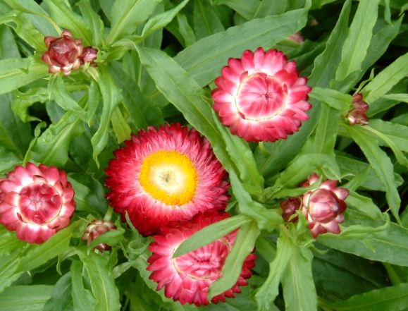 麥桿菊 麥桿菊