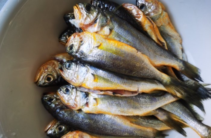 青雞魚 青雞魚