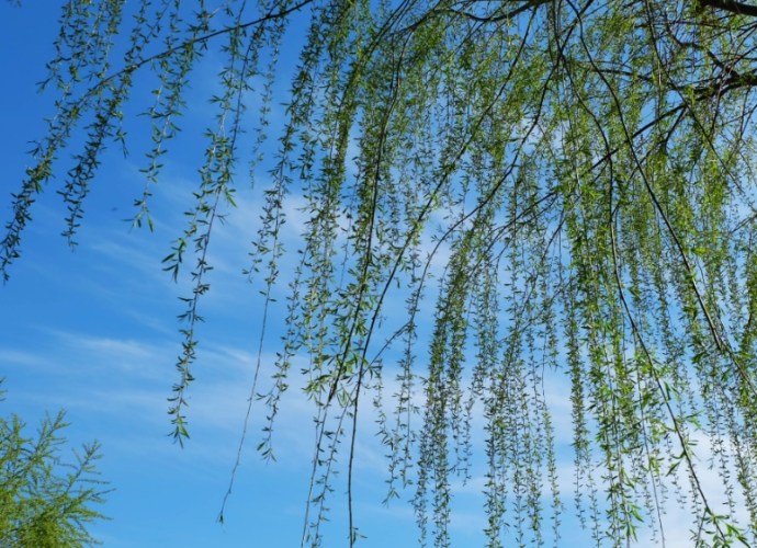柳樹 柳樹
