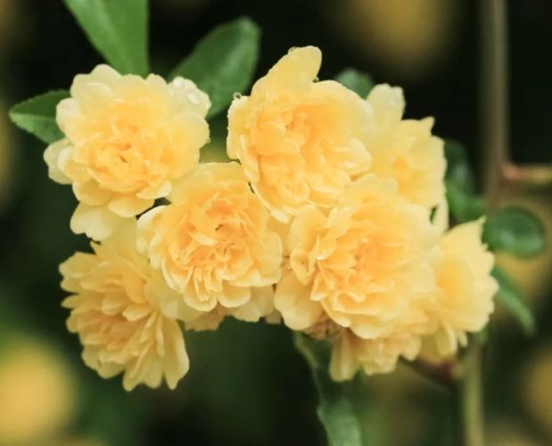 木香花 木香花