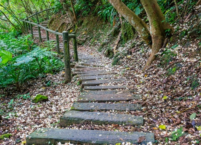 桐花步道