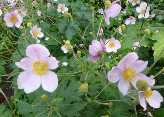銀蓮花 銀蓮花