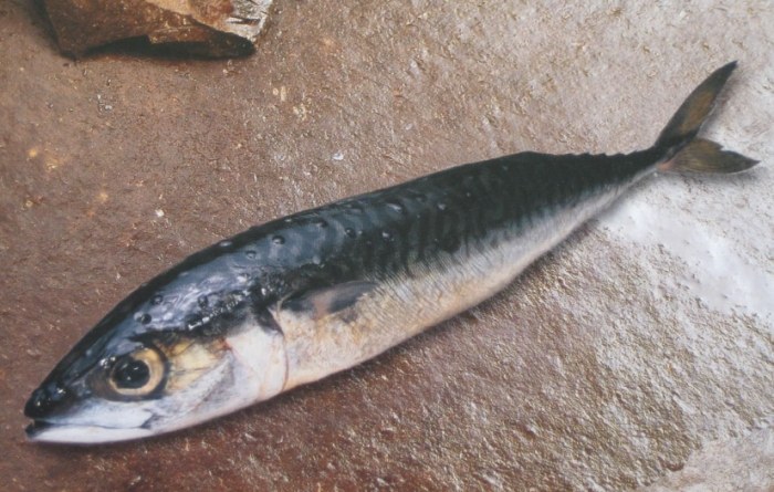 竹筴魚