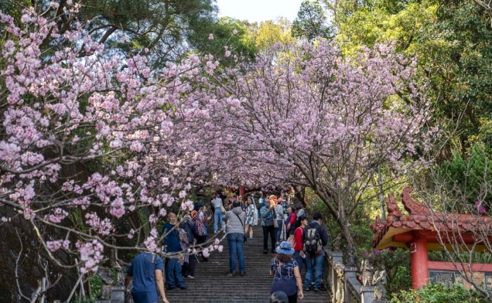 碧山巖櫻花 碧山巖櫻花