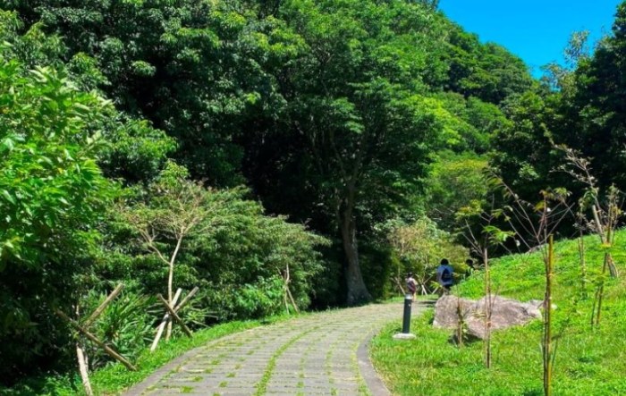 林梢步道 林梢步道
