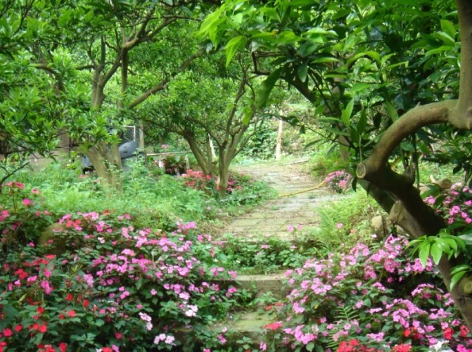 桐花步道