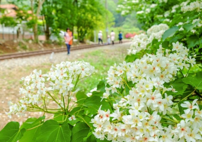 大坑桐花步道 大坑桐花步道