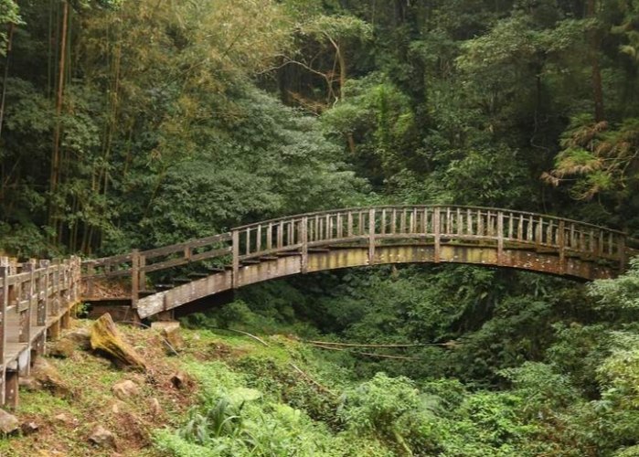 奮起湖杉林步道