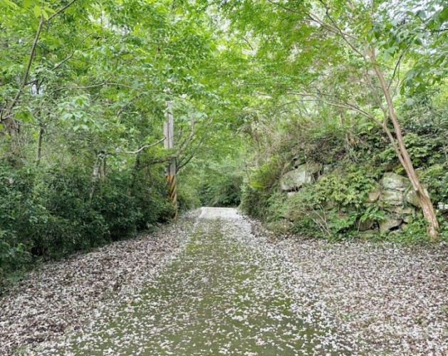 神棹山桐花步道 神棹山桐花步道
