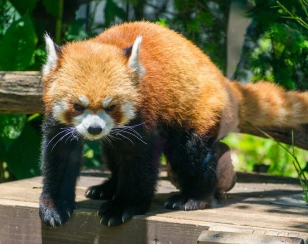 上野動物園 上野動物園