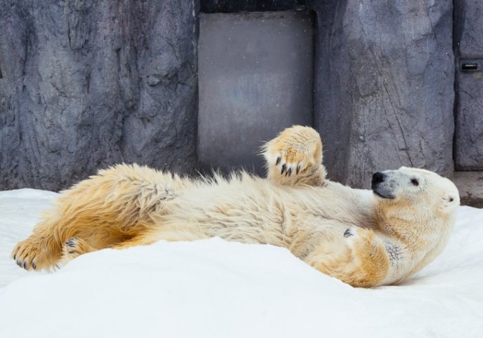 旭川市旭山動物園 旭川市旭山動物園