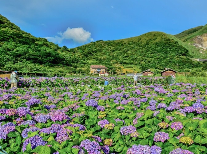 竹子湖 竹子湖