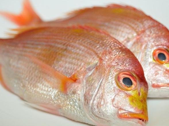 赤宗魚 赤宗魚