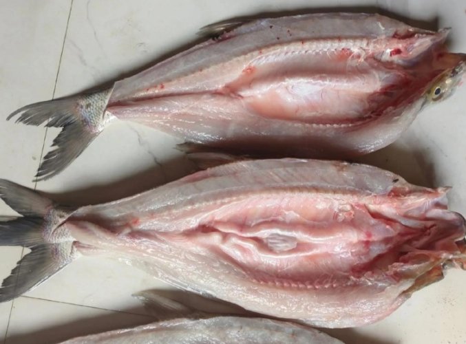 白口魚 白口魚