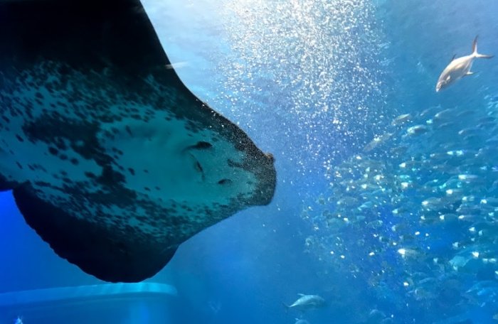 福岡水族館 福岡水族館
