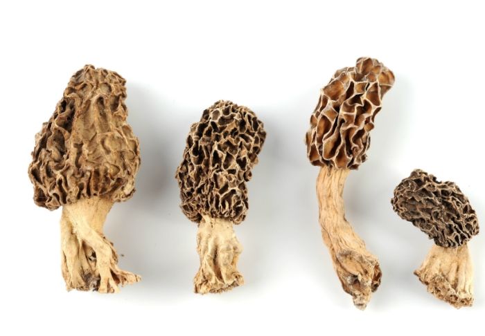 羊肚菌功效 羊肚菌功效