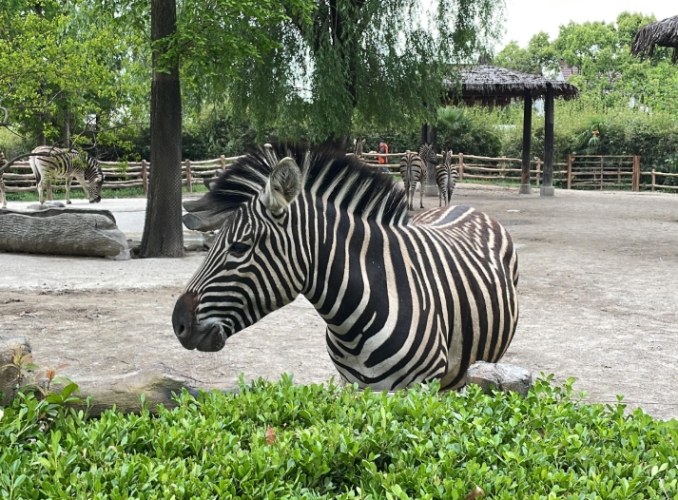 上海野生動物園
