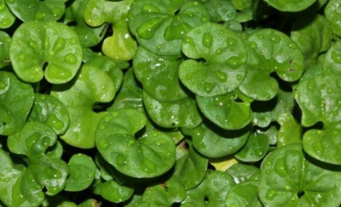 馬蹄金 馬蹄金