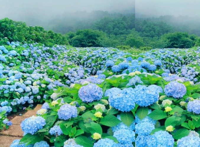 竹子湖 竹子湖