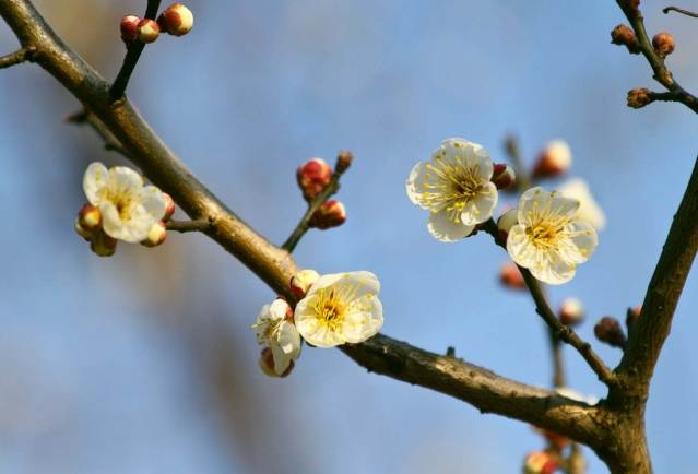 梅花花語 梅花花語