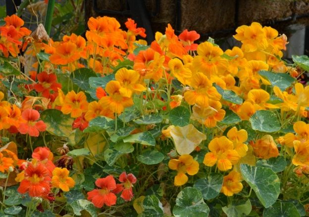 金蓮花 金蓮花
