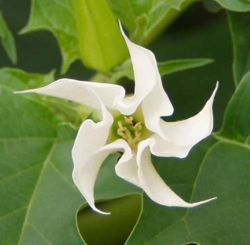 曼陀羅花 曼陀羅花