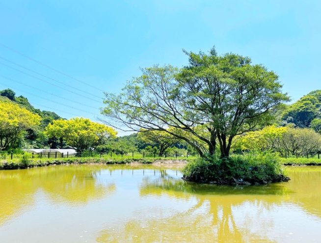金山農場 金山農場