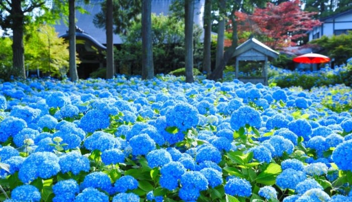 雲昌寺 雲昌寺