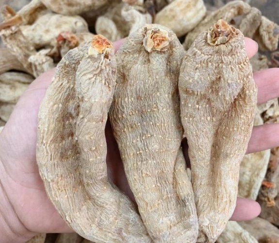 天麻功效 天麻功效