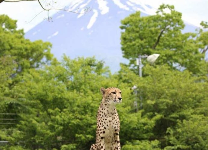 富士野生動物園 富士野生動物園