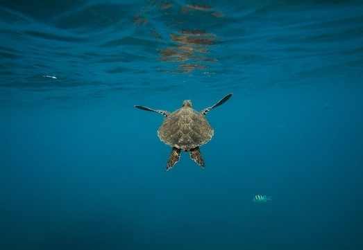 海龜湯 海龜湯