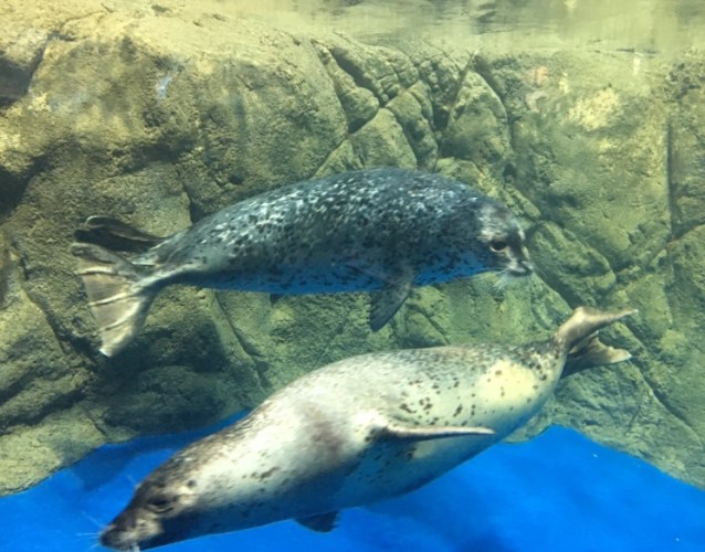 江之島水族館