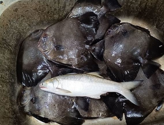 富貴魚