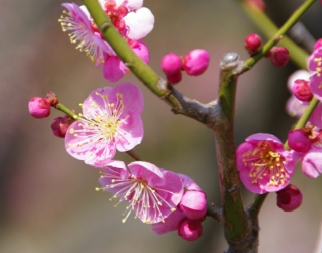 梅花花語 梅花花語