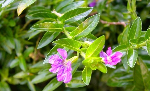 細葉雪茄花 細葉雪茄花