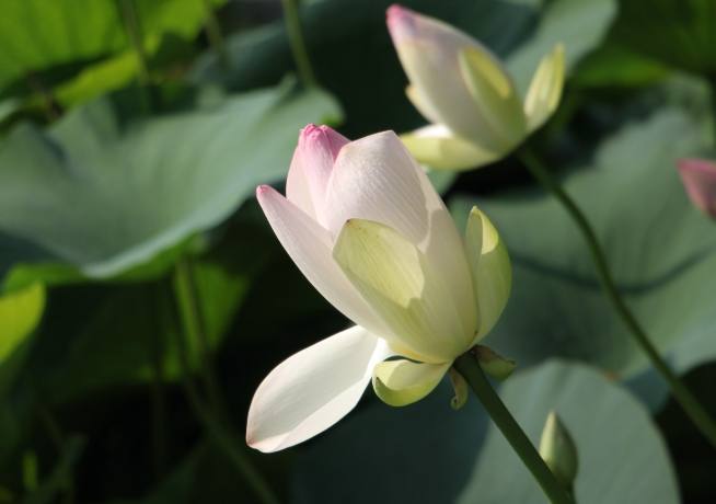 蓮花花語 蓮花花語
