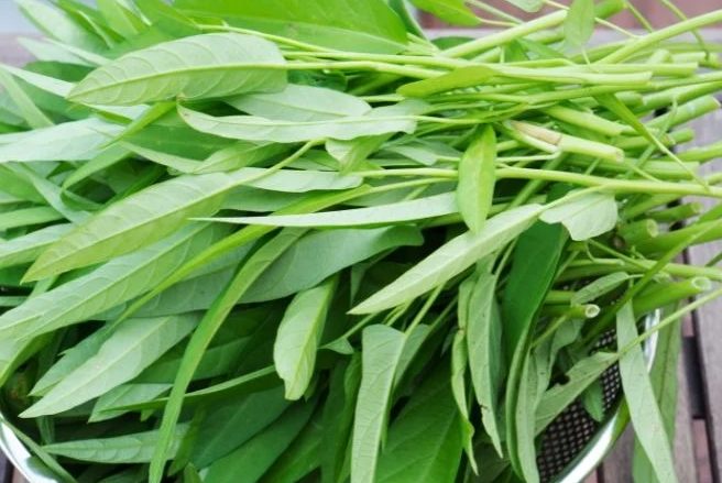 空心菜種植 空心菜種植