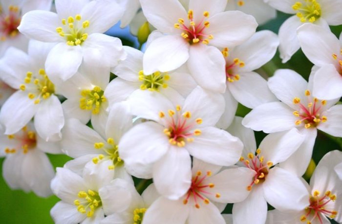 桐花步道