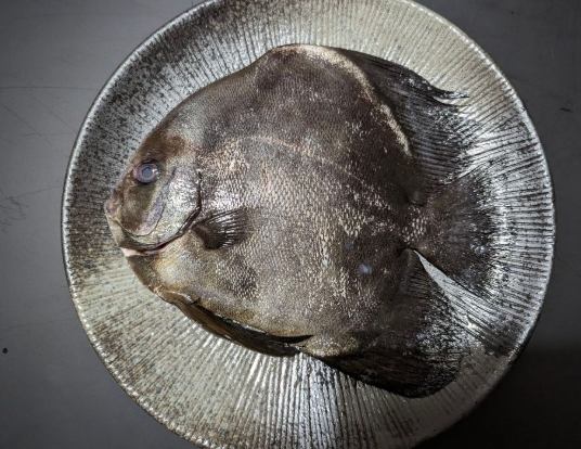 富貴魚