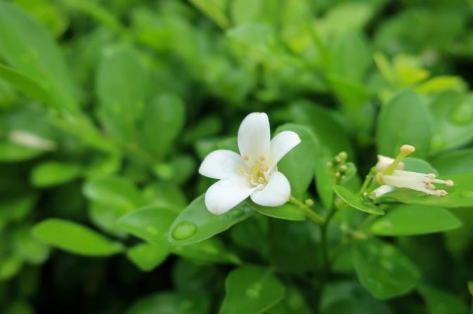 七里香種植 七里香種植