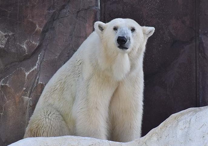 上野動物園 上野動物園