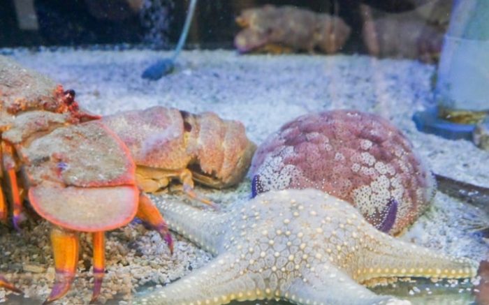 基隆水族館 基隆水族館