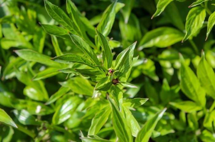 枸杞葉功效 枸杞葉功效