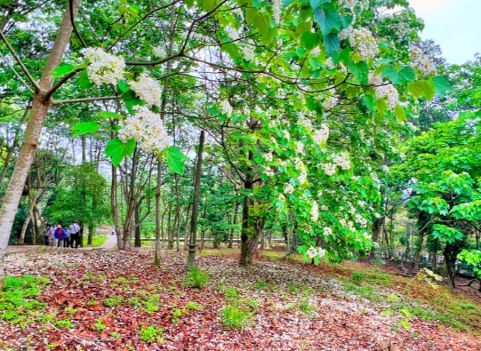 油桐花秘境 油桐花秘境